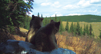 Two bears sitting on a snowy hillside, overlooking a forested landscape under a blue sky.